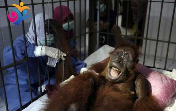 Orangután en peligro de extinción queda ciega tras recibir 74 disparos