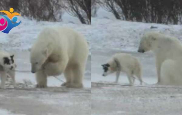 Un oso polar encuentra a un perro amarrado e intenta liberarlo