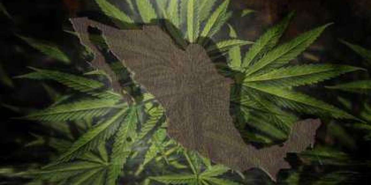 El Senado de México aprobó la regulación y despenalización del uso lúdico y medico del cannabis.