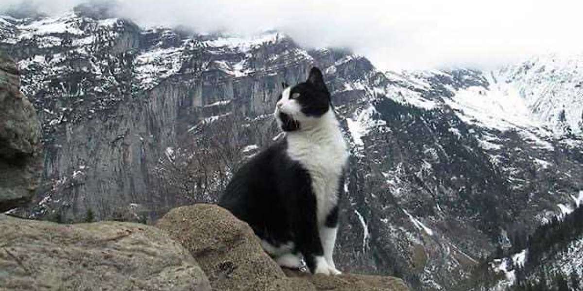 Gato guió a un hombre perdido en una montaña en Suiza y de suerte no es la primera vez que sucede