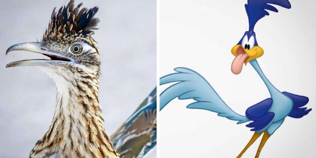 El correcaminos un pájaro mexicano que inspiró la caricatura clásica de Warner Bros.