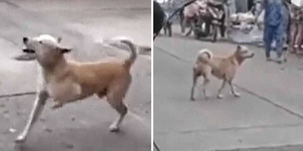 Perrito callejero finge tener una patita lesionada para que le den comida