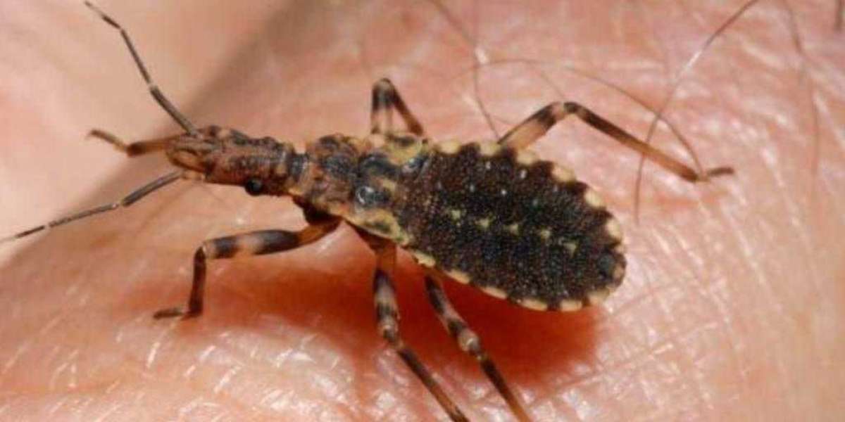 La chinche voladora puede transmitir la mortal enfermedad de Chagas.