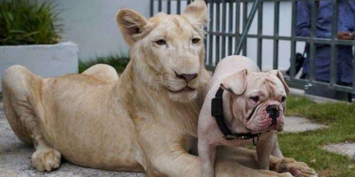 Un leon y un canino abandonados en una exclusiva propiedad preocupa vecinos