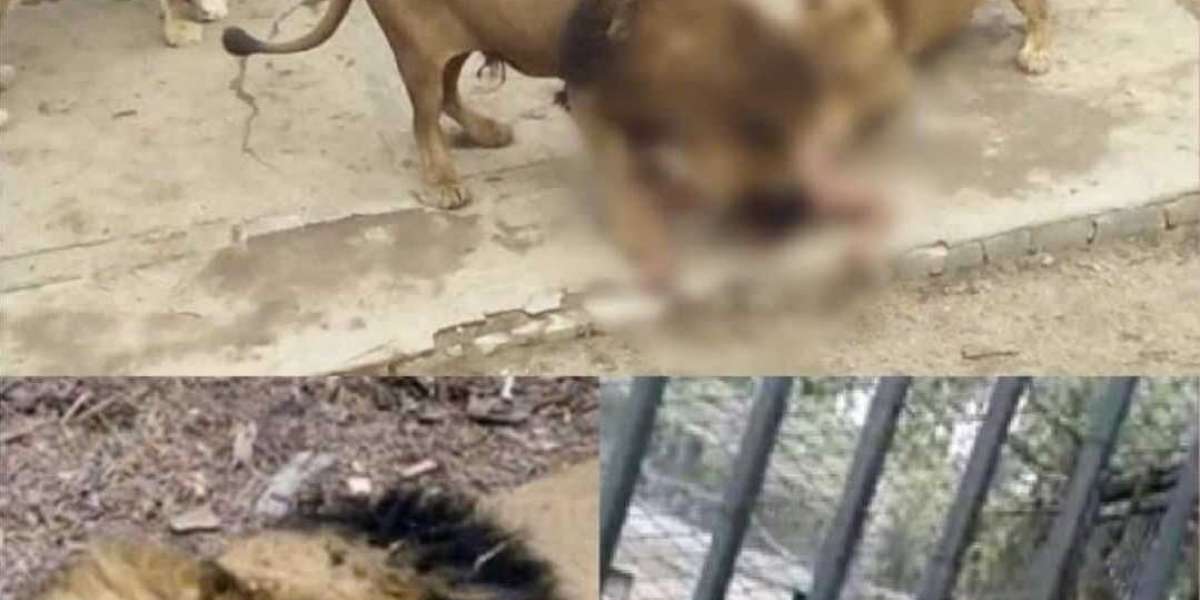 IMÁGENES FUERTES: VIDEO filtrado de un hombre que se lanzó a los Leones en el Zoológico de Santiago