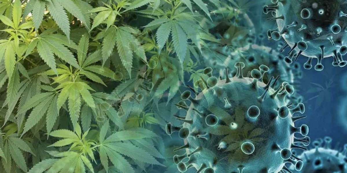 Dos componentes presentes en la planta de cannabis puede evitar el Covid-19, demuestra estudio medico.